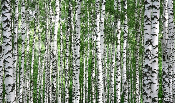 Image de Trunks of summer birch trees